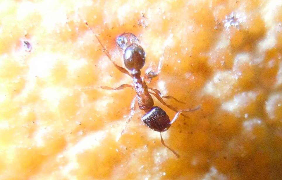 Formiche medie: Tetramorium sp.